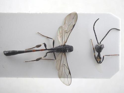 Gasteruption caucasicum